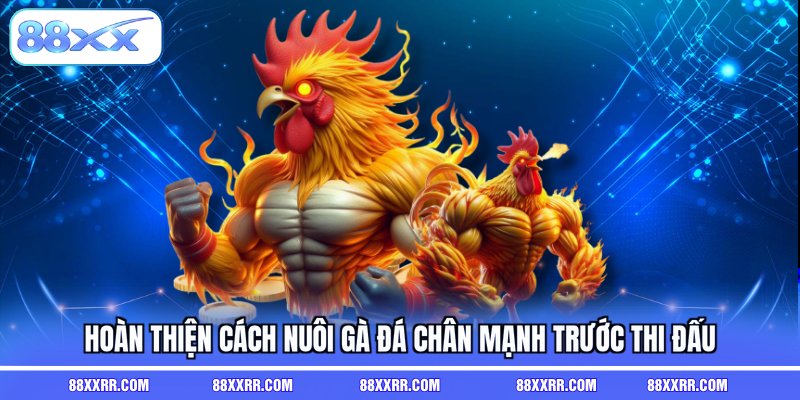 Hoàn thiện cách nuôi gà đá chân mạnh trước thi đấu