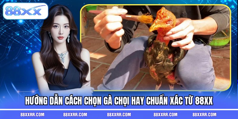 cách chọn gà chọi hay