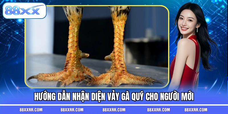 Hướng dẫn nhận diện vảy gà quý cho người mới