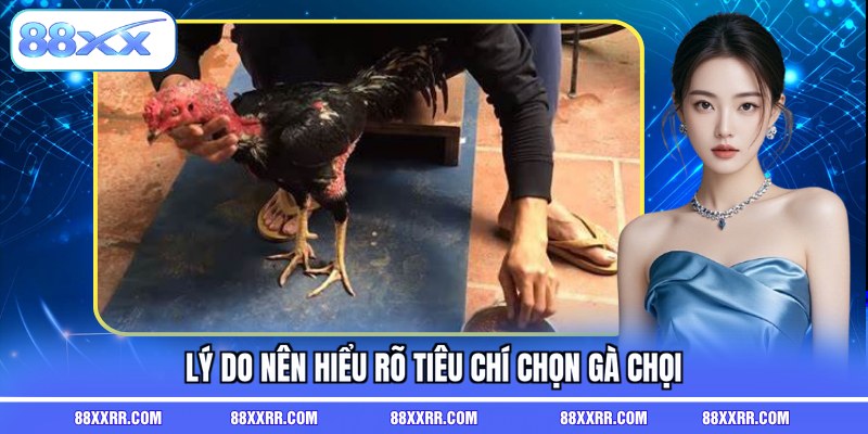 Lý do nên hiểu rõ tiêu chí chọn gà chọi